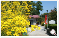 真性寺 女郎花