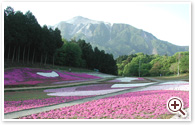 芝桜羊山公園