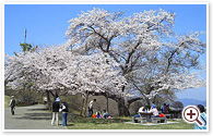 美の山の桜