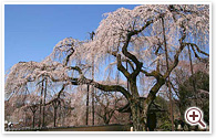 荒川清雲寺しだれ桜