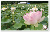 札所二十五番　花ハス